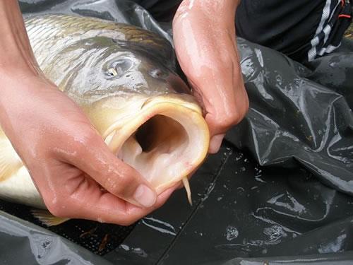 crapi - bigmouthfs.jpg